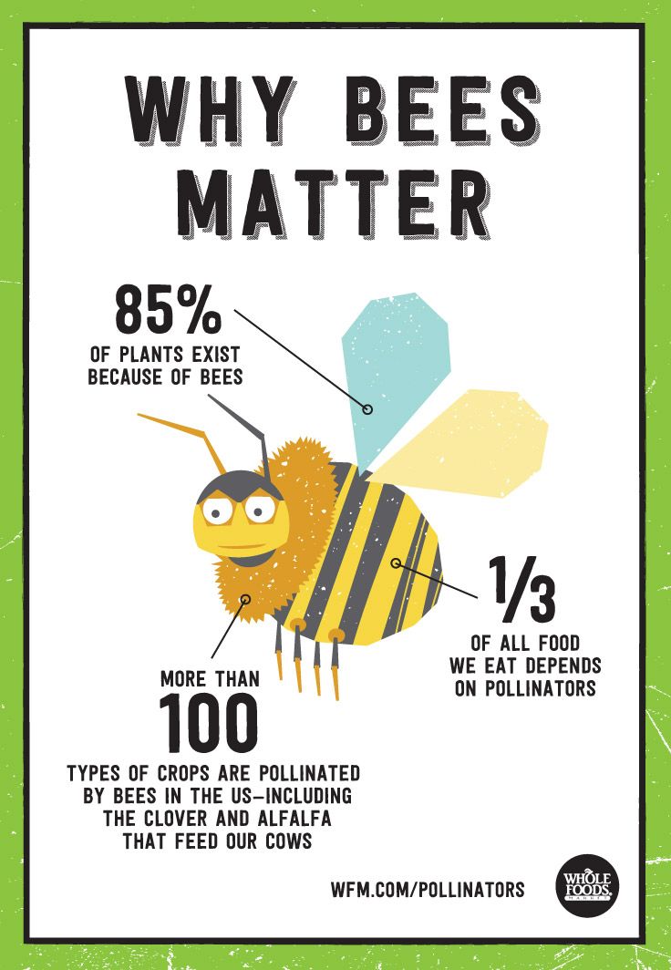 Why Bees Matter 