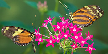 A Rainforest Adventure Love To Learn Bee S Are Buzzzzzzzzing