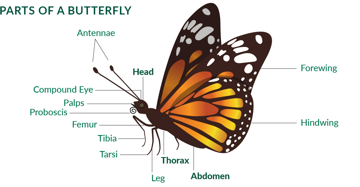 Butterfly Life Cycle Diagram