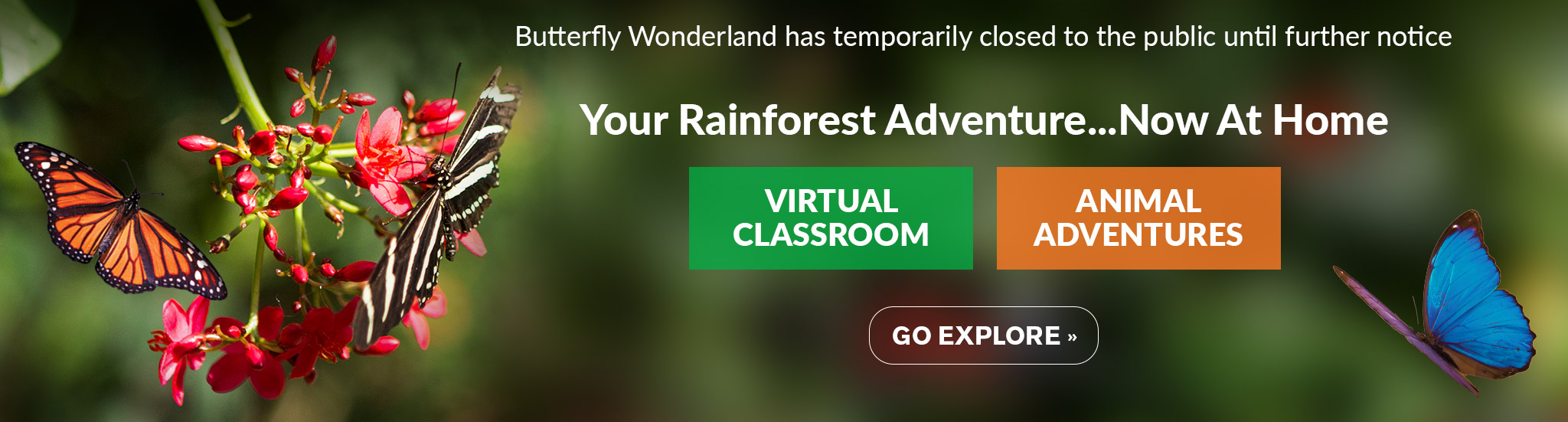 Butterfly Wonderland A Rainforest Experience