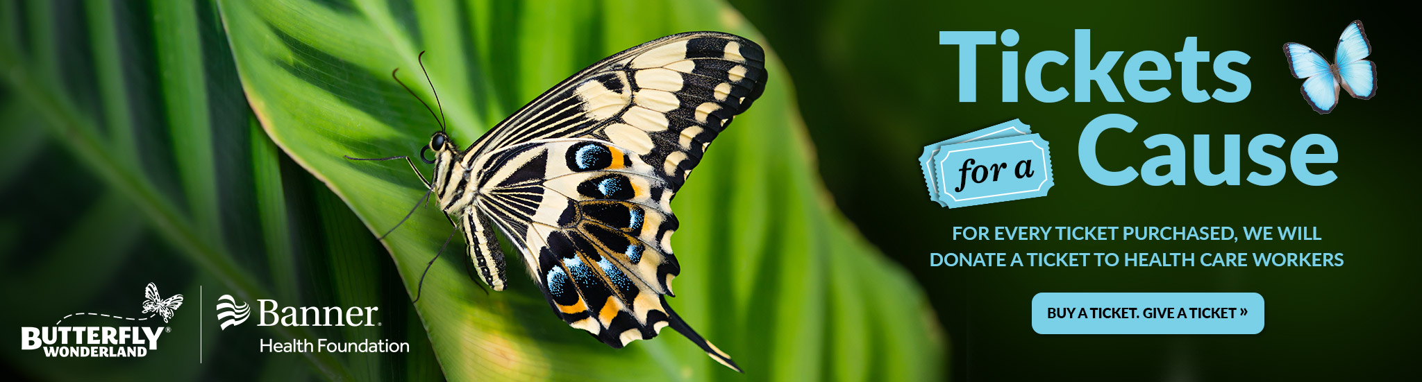 Butterfly Wonderland A Rainforest Experience