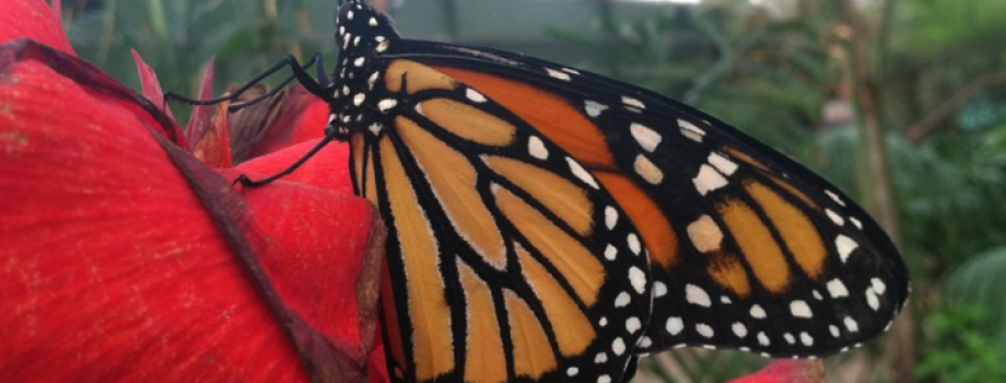 Join us for the Tagging the Monarchs Field Trip!
