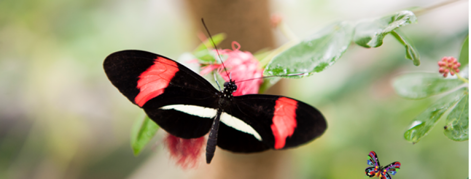 Butterfly Farms