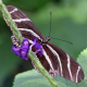 Spend MLK Day with Butterfly Wonderland!