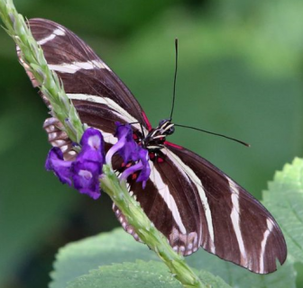 Spend MLK Day with Butterfly Wonderland!
