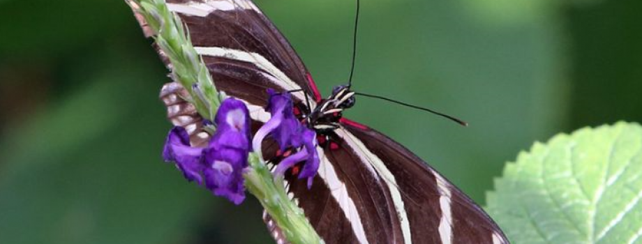 Spend MLK Day with Butterfly Wonderland!
