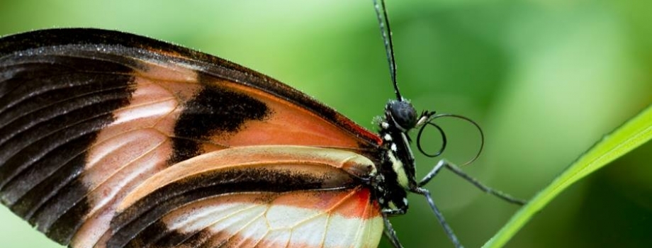 Waking up with the Butterflies