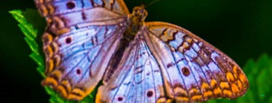 Butterfly Wonderland Announces New Educational Programs
