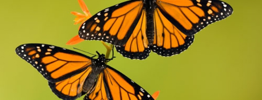 Don’t Miss Butterfly Wonderland’s last Monarch Walk & Talk Series of the Summer!