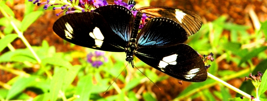 Wake up and Dance with the Butterflies!