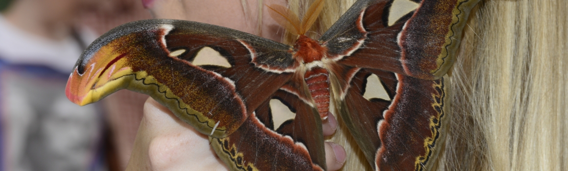 Our Moths of Arizona Workshop is Coming Up!