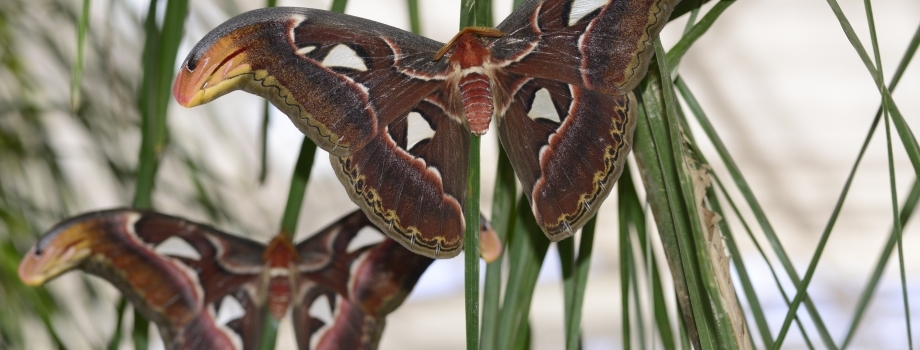 Register Now for Butterfly Wonderland’s Moths of Arizona Workshop!