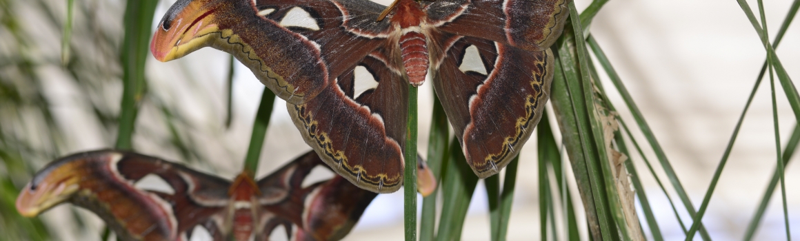 Register Now for Butterfly Wonderland’s Moths of Arizona Workshop!