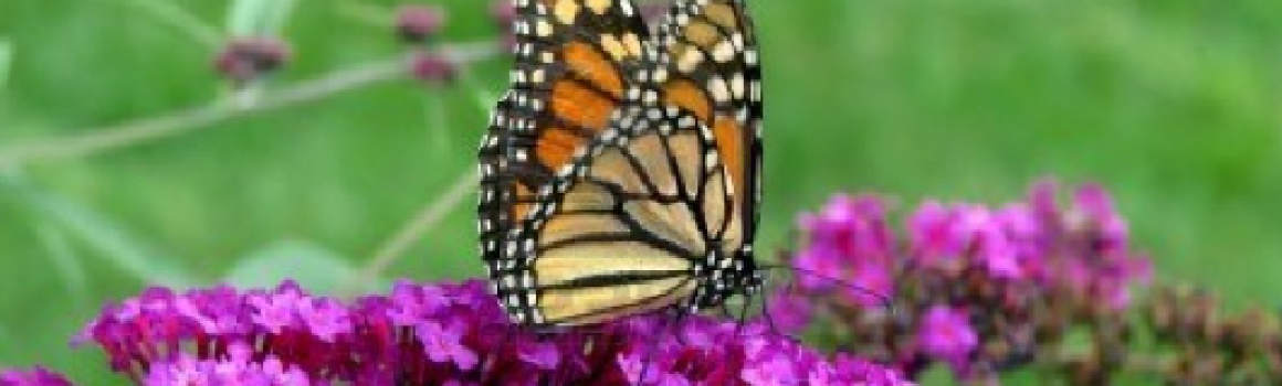 How to Build a Butterfly Garden Returns