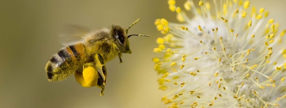 We’re Still Abuzz about Bees!