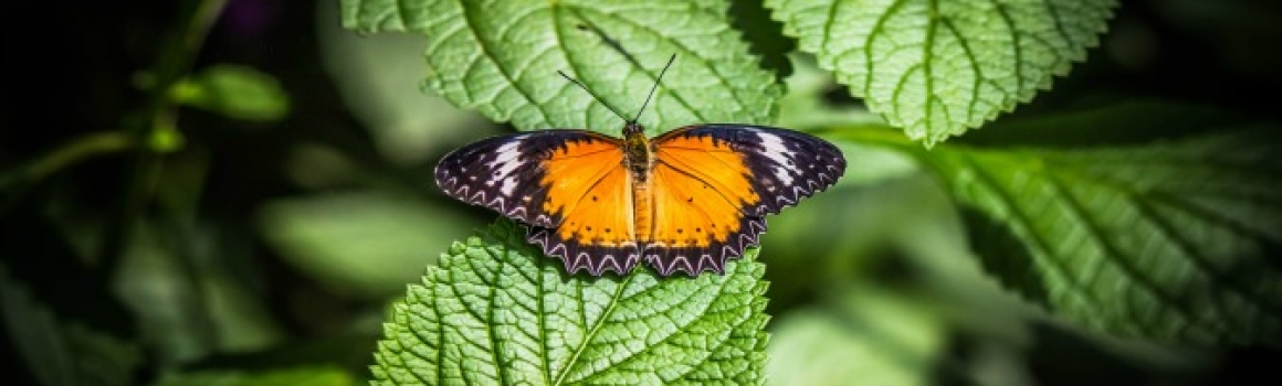 Butterfly Wonderland Invites You to Unwind with our New Stress Reduction Gatherings