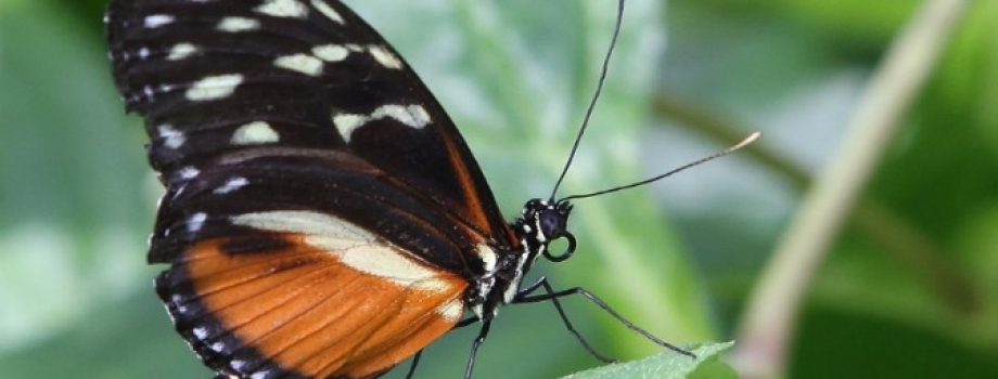 Find Tranquility at Butterfly Wonderland