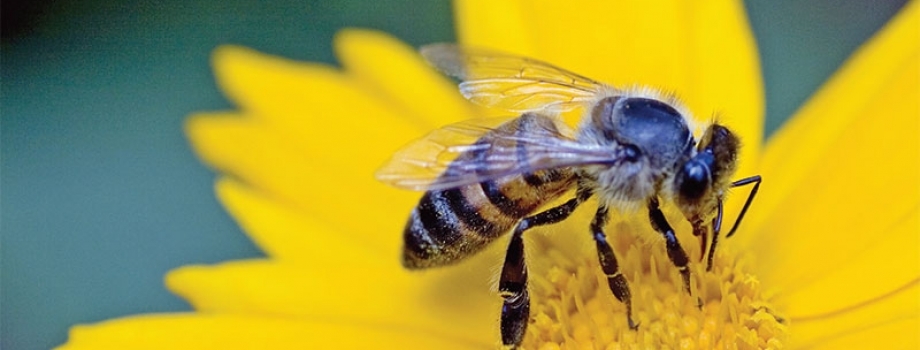 Buzz Buzz: A blog all about bees!
