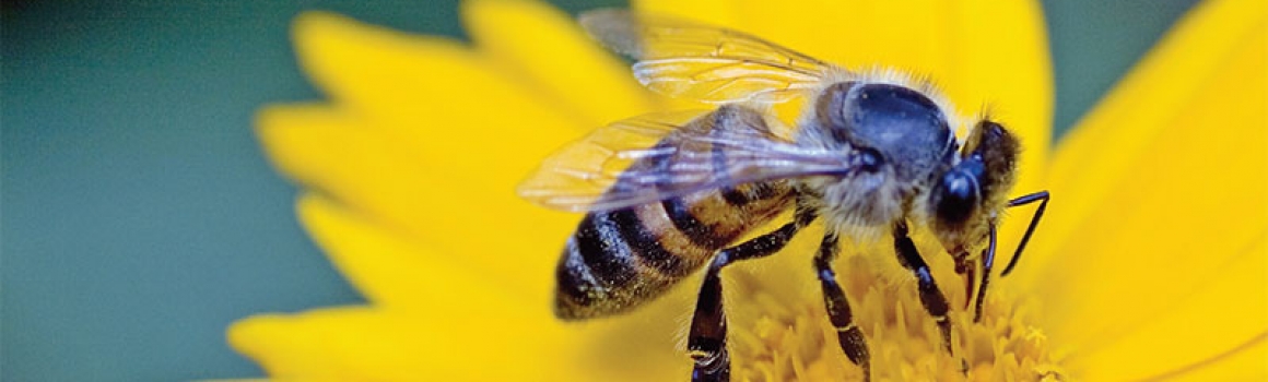 Buzz Buzz: A blog all about bees!