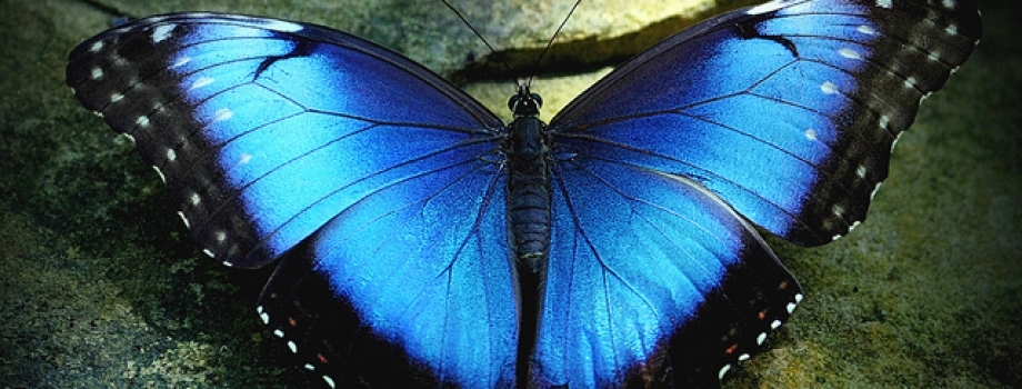 Blue Morpho