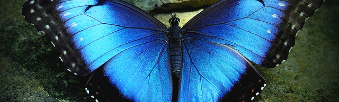 Blue Morpho