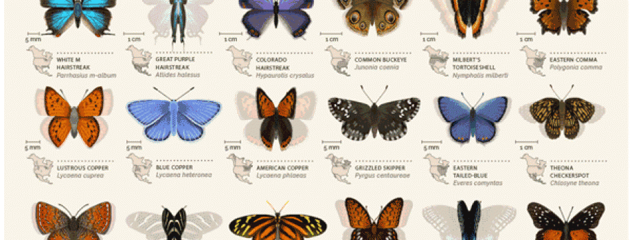 Butterflies of North America