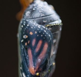 Monarch (Danaus plexippus) chrysalis
