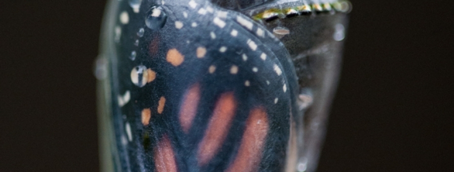 Monarch (Danaus plexippus) chrysalis