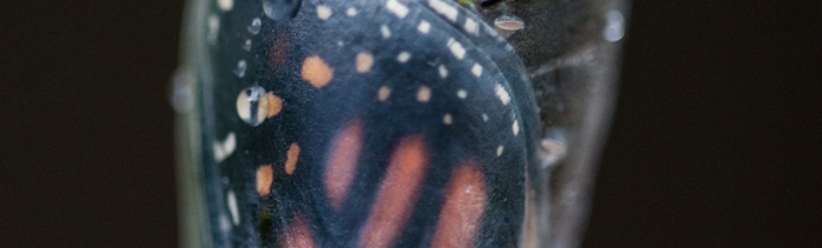 Monarch (Danaus plexippus) chrysalis