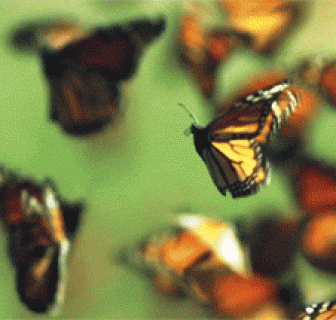 Butterflies in Flight