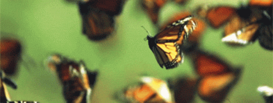 Butterflies in Flight