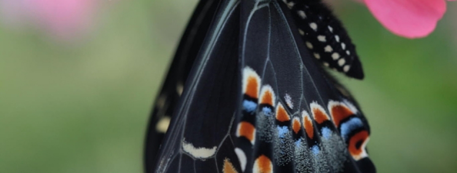 Black Swallowtail