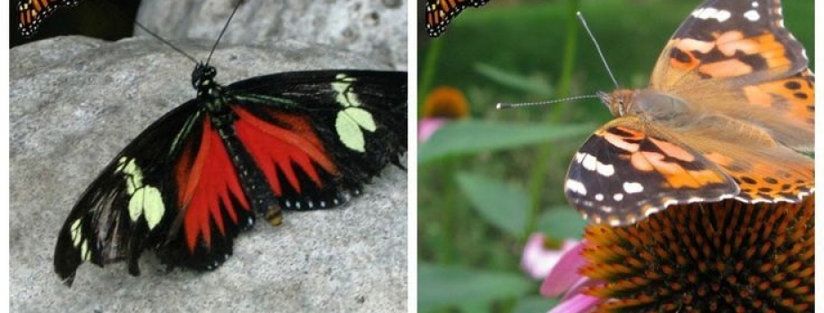 How to attract butterflies to your garden