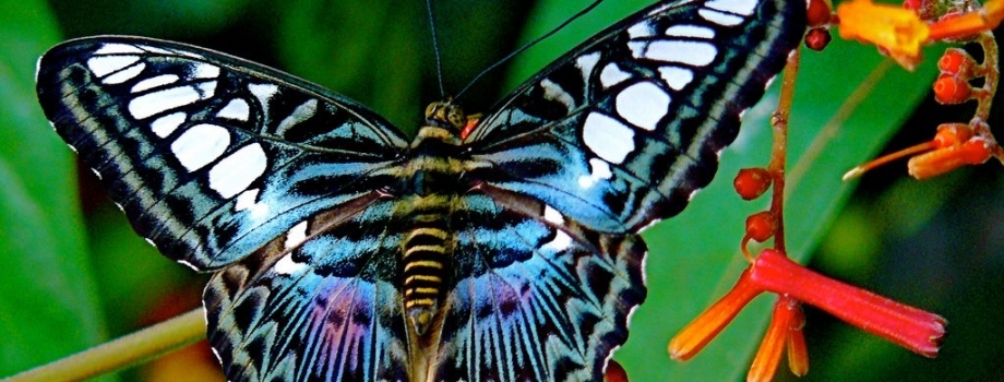 Butterfly of the month – Clipper butterfly