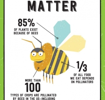 Why Bees Matter