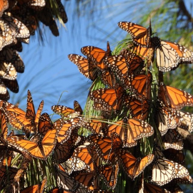 On sale Butterfly Full of Butterflies